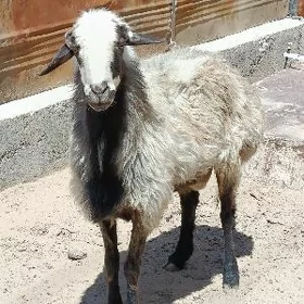 goç