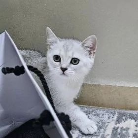 Серебристая шиншилла мальчик