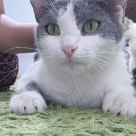 Кошка Pişikler