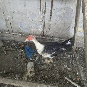 Ордек