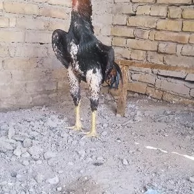 baýsow horaz