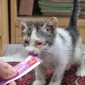 Кошка Pishik
