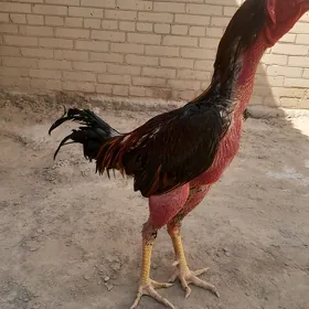 Horaz