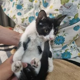 Pişik Кошка