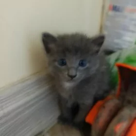Pişik