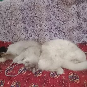 persidiski pisikler para