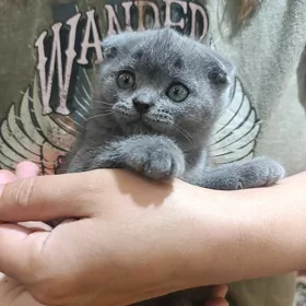 британский котенок