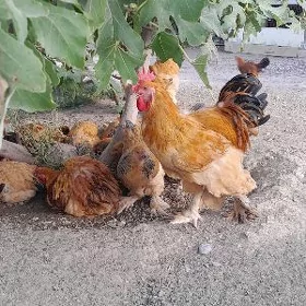 kokinkokkokinkok