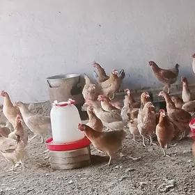 Towuklar