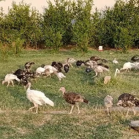Indýuk