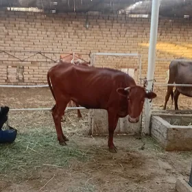 Göleli sygyr we öküzçe gulajyn
