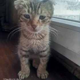 вислоухий мальчик