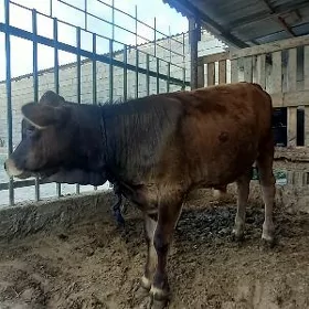 Öküzçe