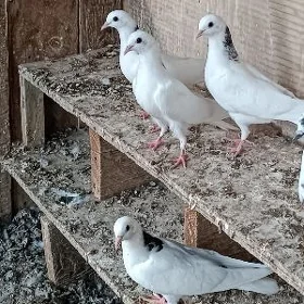 kepderi