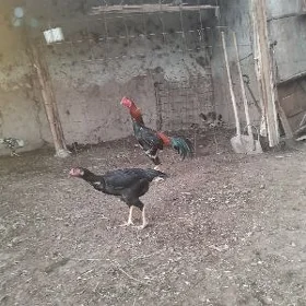 хораз