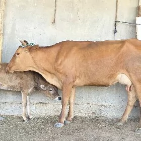 göleli