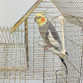 Karella popugaý