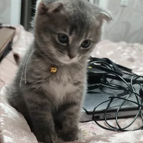 Вислоухий шотландский котенок