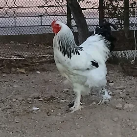 Brama horaz