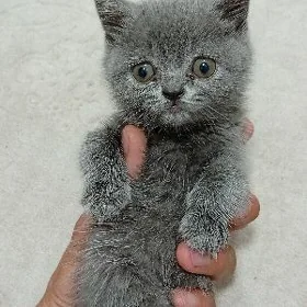 котёнок