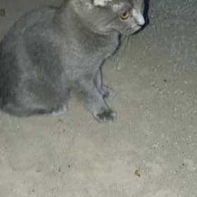 шотландская кошка