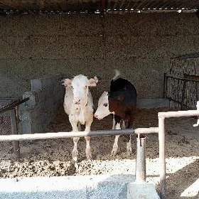 Arginal tuwe öküz