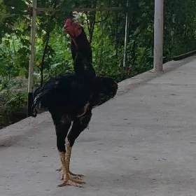 Baysok