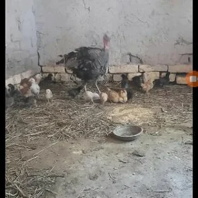 ундовук жуйже