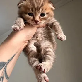 шотландские котята
