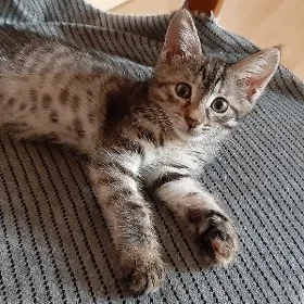 отдам котят