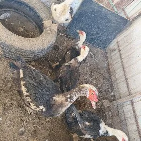 Мускус