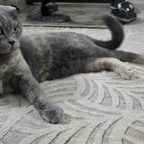 кошка