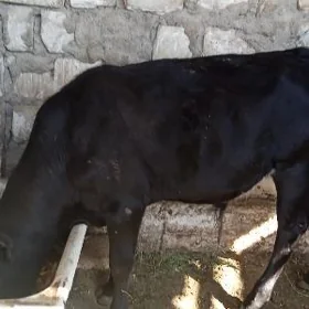 göle