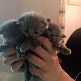 шотландские