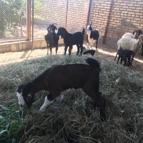 Goÿun we geçiler