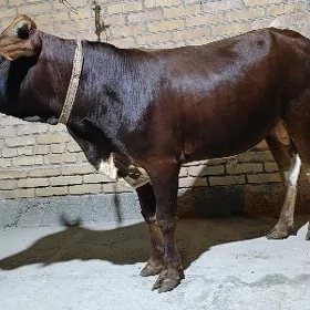 3 SANY OKUZ