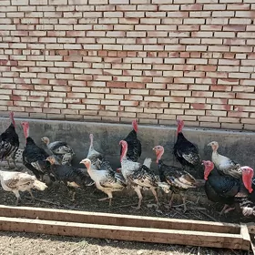 Induk Indýuk