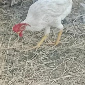 Horazlar