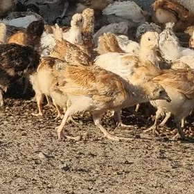towuk juyje