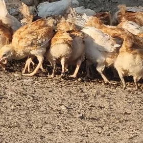 towuk juyje