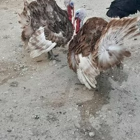 erkek induk