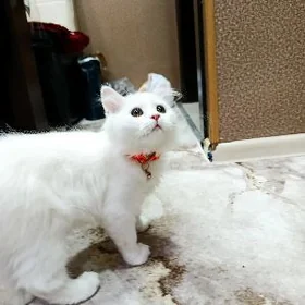 Шотландская чистокровная