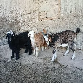 Çewiş