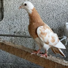 Kepderi