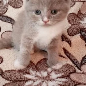Котята продаются