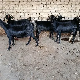 geçi