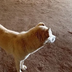 köpek