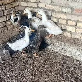 gak gak ördek