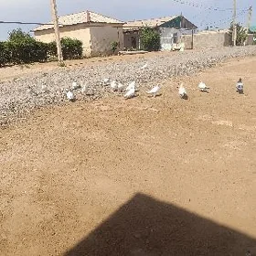 kepderi