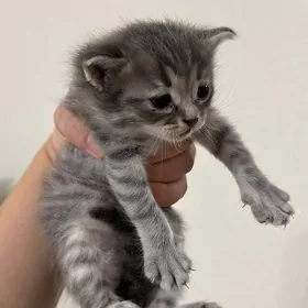 котёнок мальчик